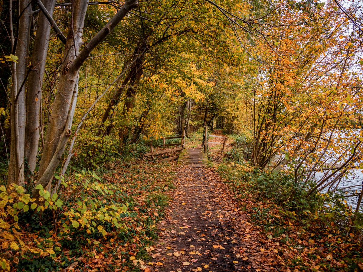 5x wandelen in de mooiste herfstbossen | Daymaker