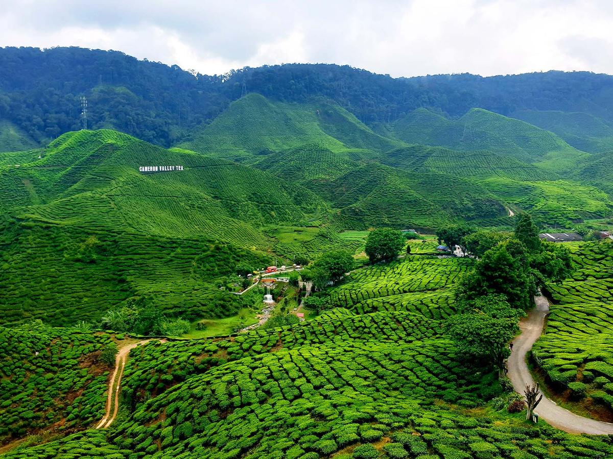 De Cameron Highlands in 2 dagen | Daymaker