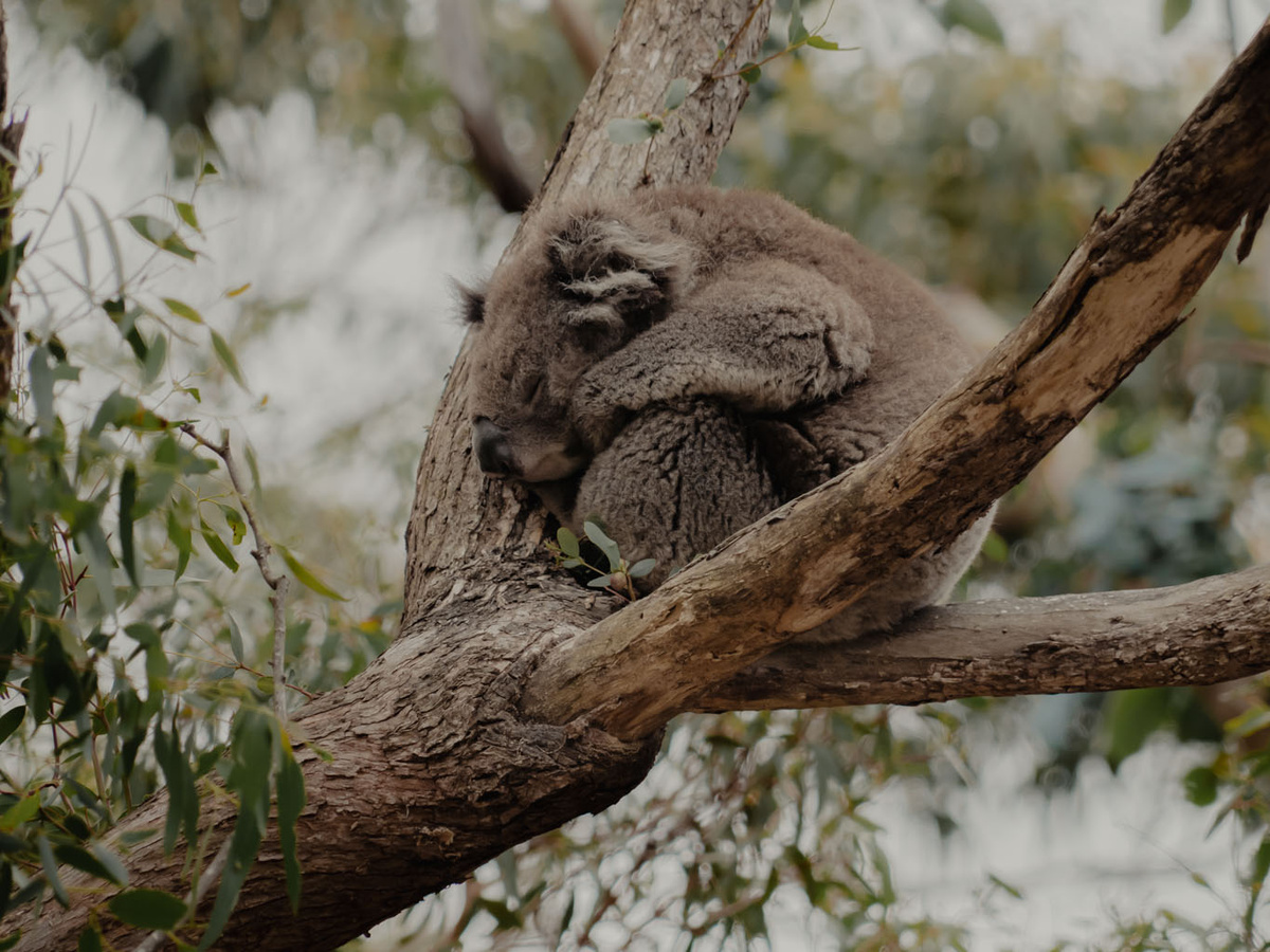 A koala heaven in Australia | Daymaker