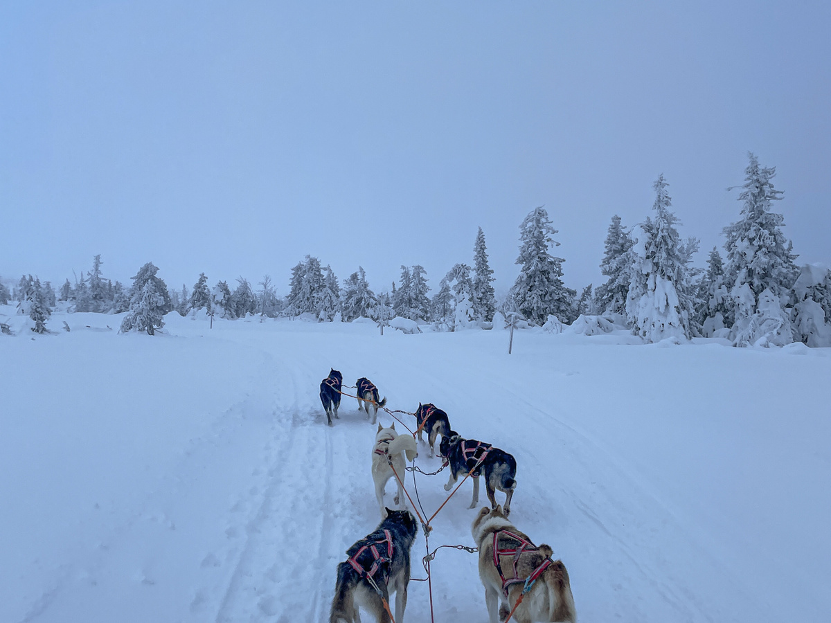 The thrill of dogsledding in Scandinavia | Daymaker