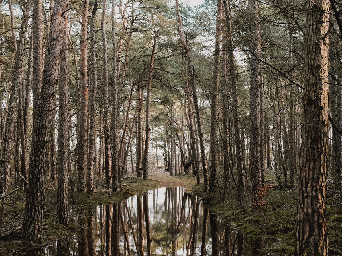A beautiful winter walk in the forest of Leuvenum | Daymaker