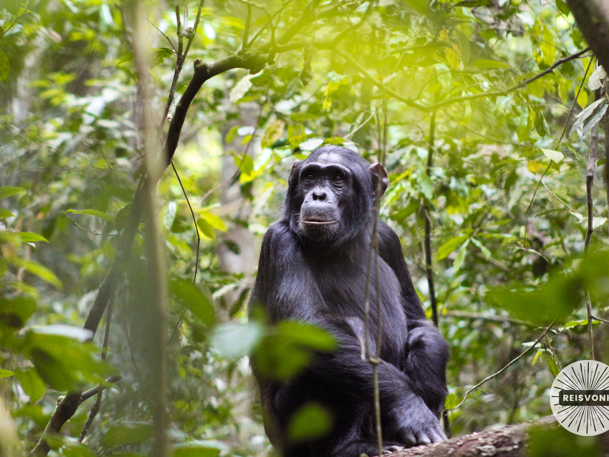 Chimpanzee habituation in Kibale | Daymaker