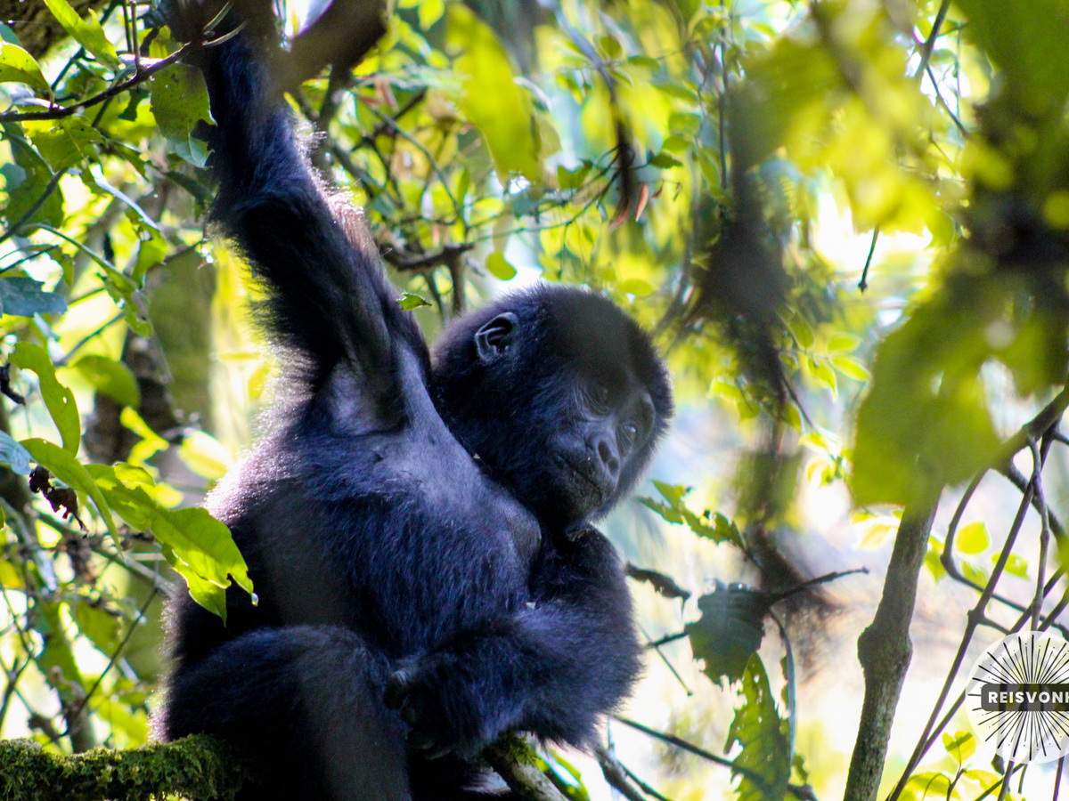 Gorilla trekking in Bwindi, Uganda | Daymaker