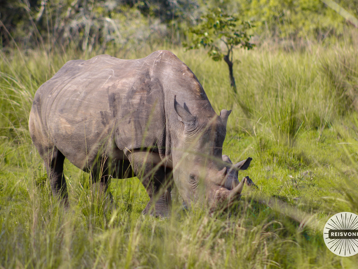 Rhino trekking at Ziwa Rhino Sanctuary | Daymaker