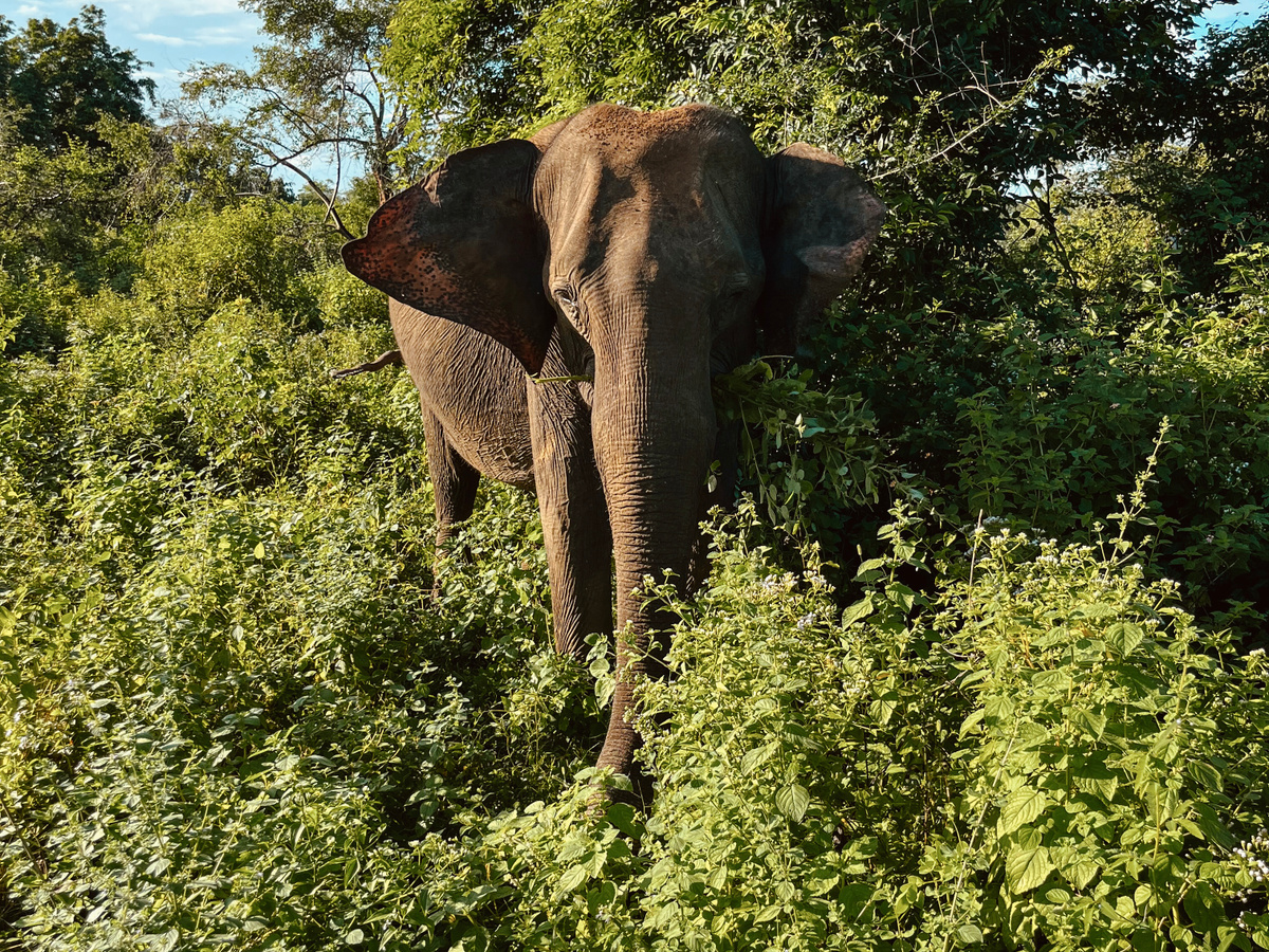 Safari time @ Sri Lanka | Daymaker