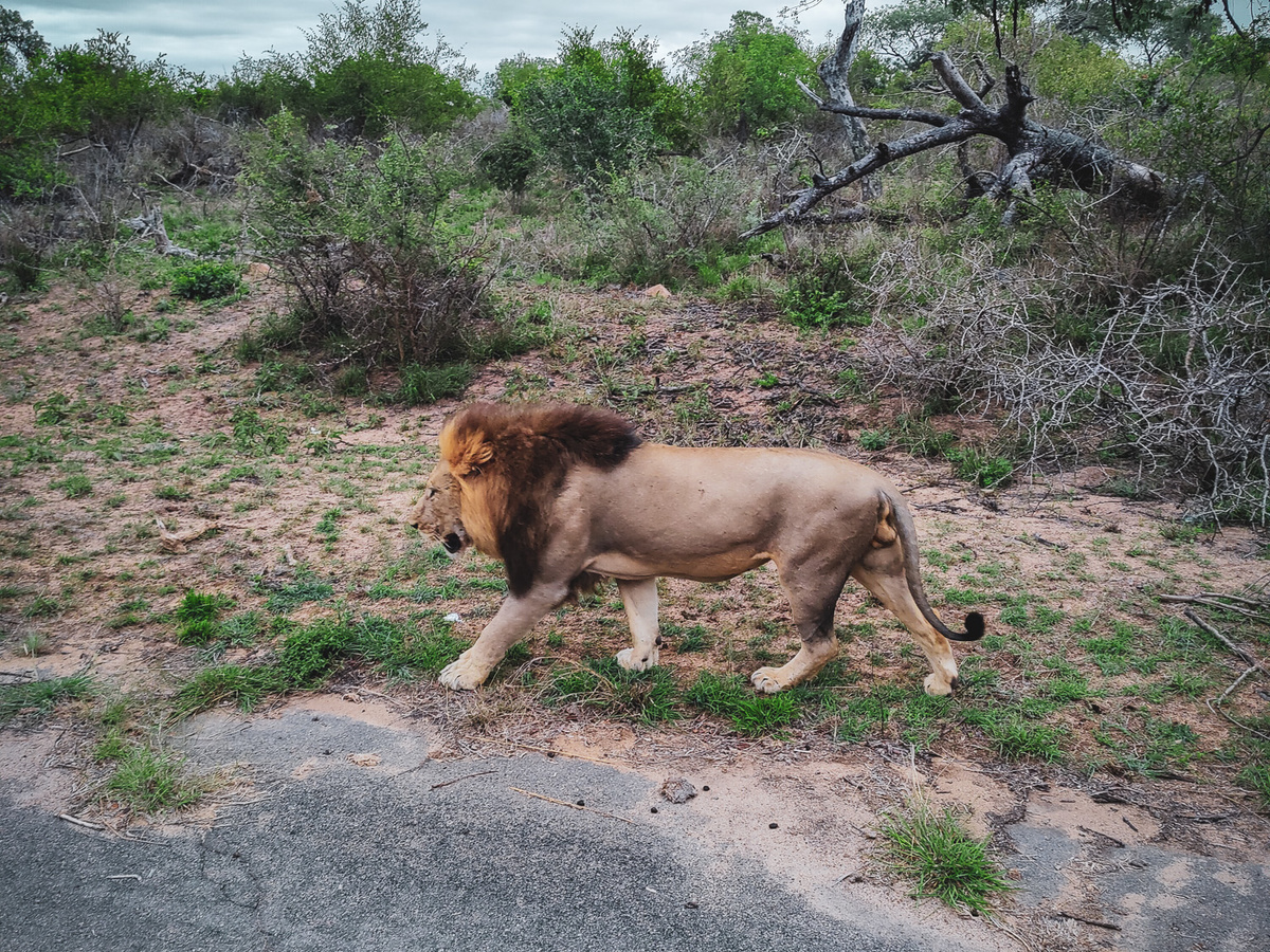 Kruger National Park: Op safari in het hol van de leeuw | Daymaker