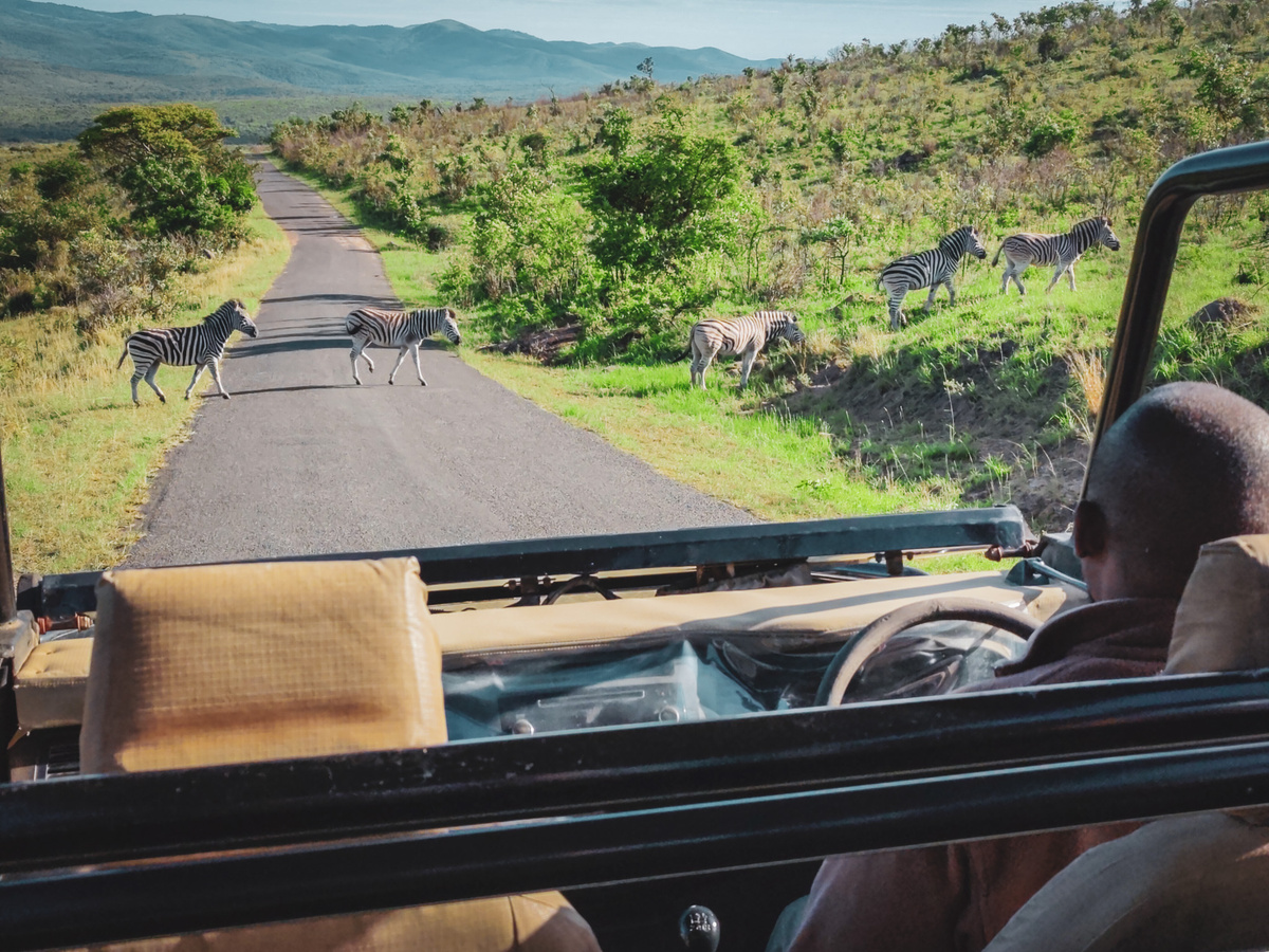 Op luxe safari in Zuid-Afrika: Rhino Ridge Safari Lodge | Daymaker