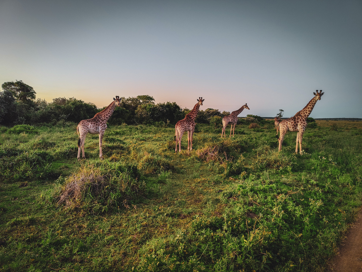 Missie iSimangaliso: Op safari in de wetlands van Zuid-Afrika | Daymaker