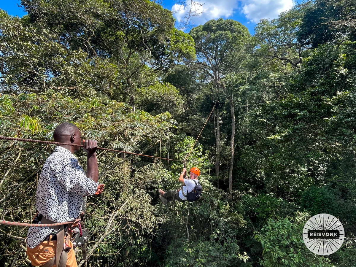 Ziplining between monkeys in Mabira Forest | Daymaker