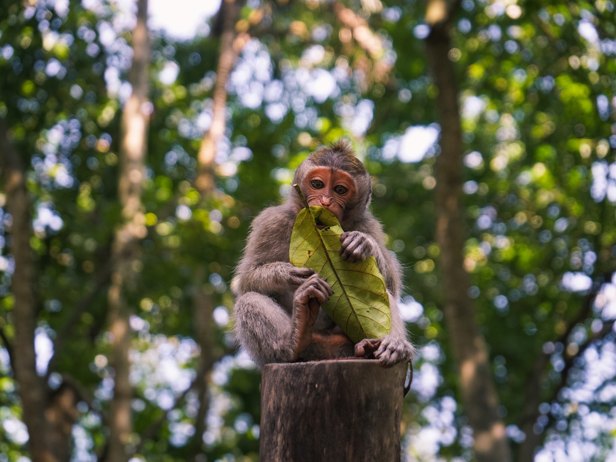 Monkey Forest in Ubud, Bali | Daymaker
