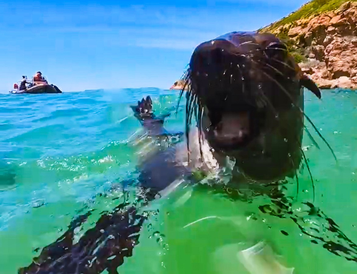 Snorkelen met zeehonden | De meest onvergetelijke activiteit op de Garden Route | Daymaker
