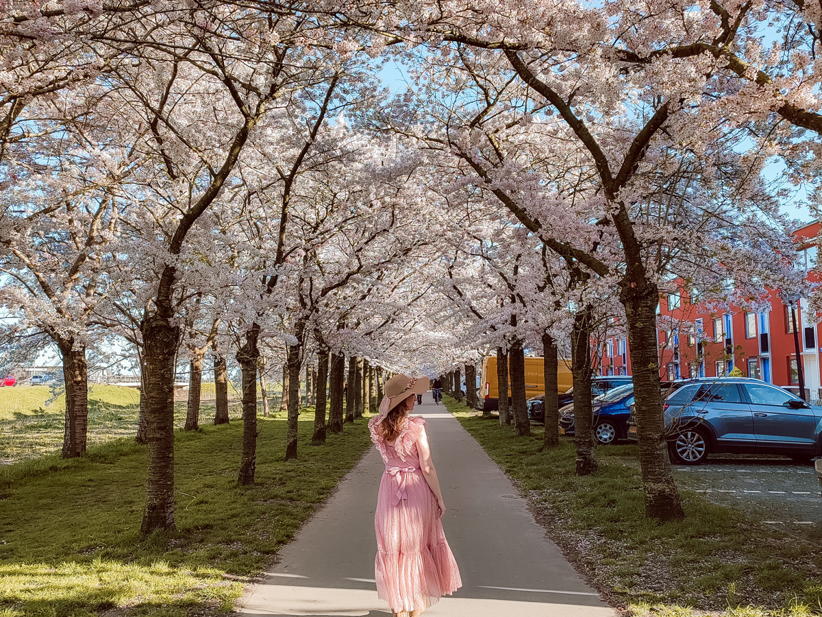 Beautiful Cherry blossoms in Almere-buiten | Daymaker