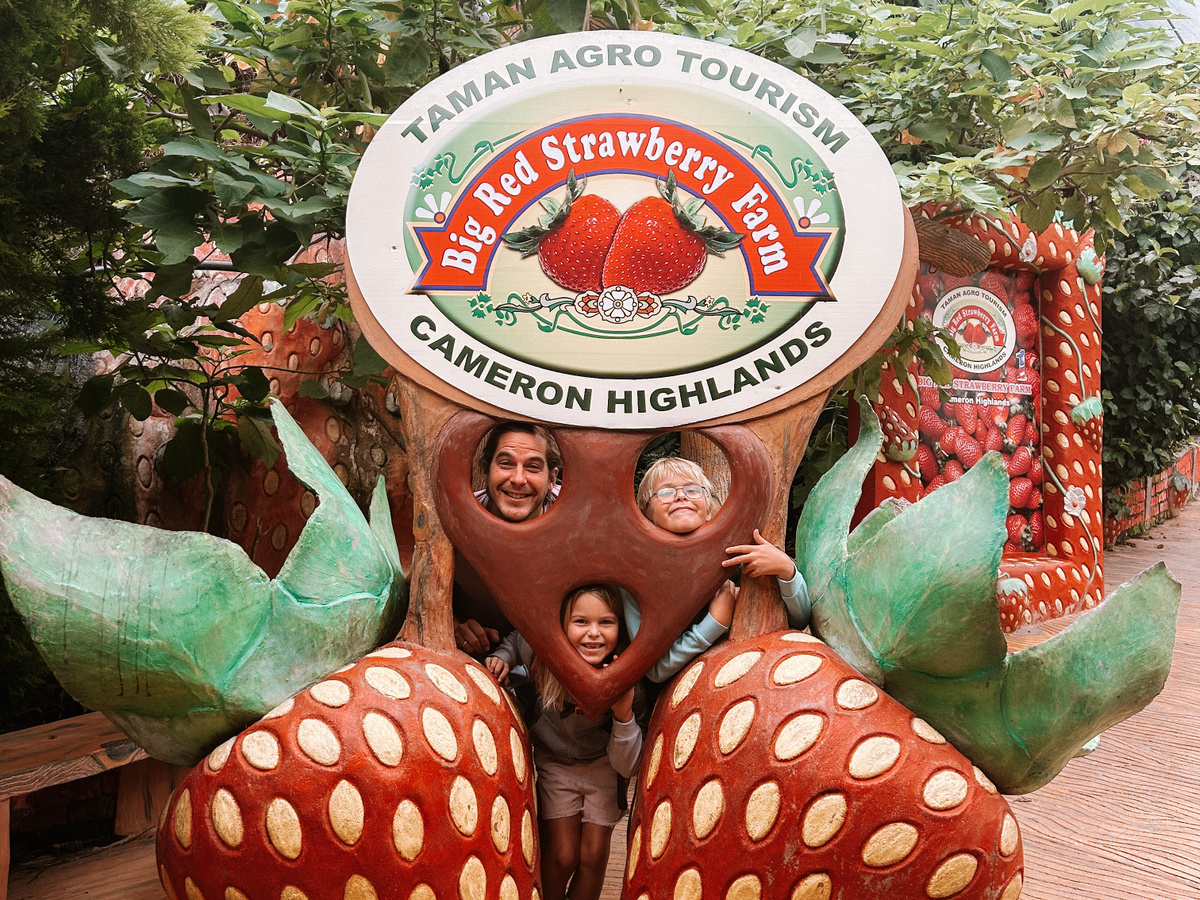 Have breakfast at the Big Red Strawberry farm | Daymaker