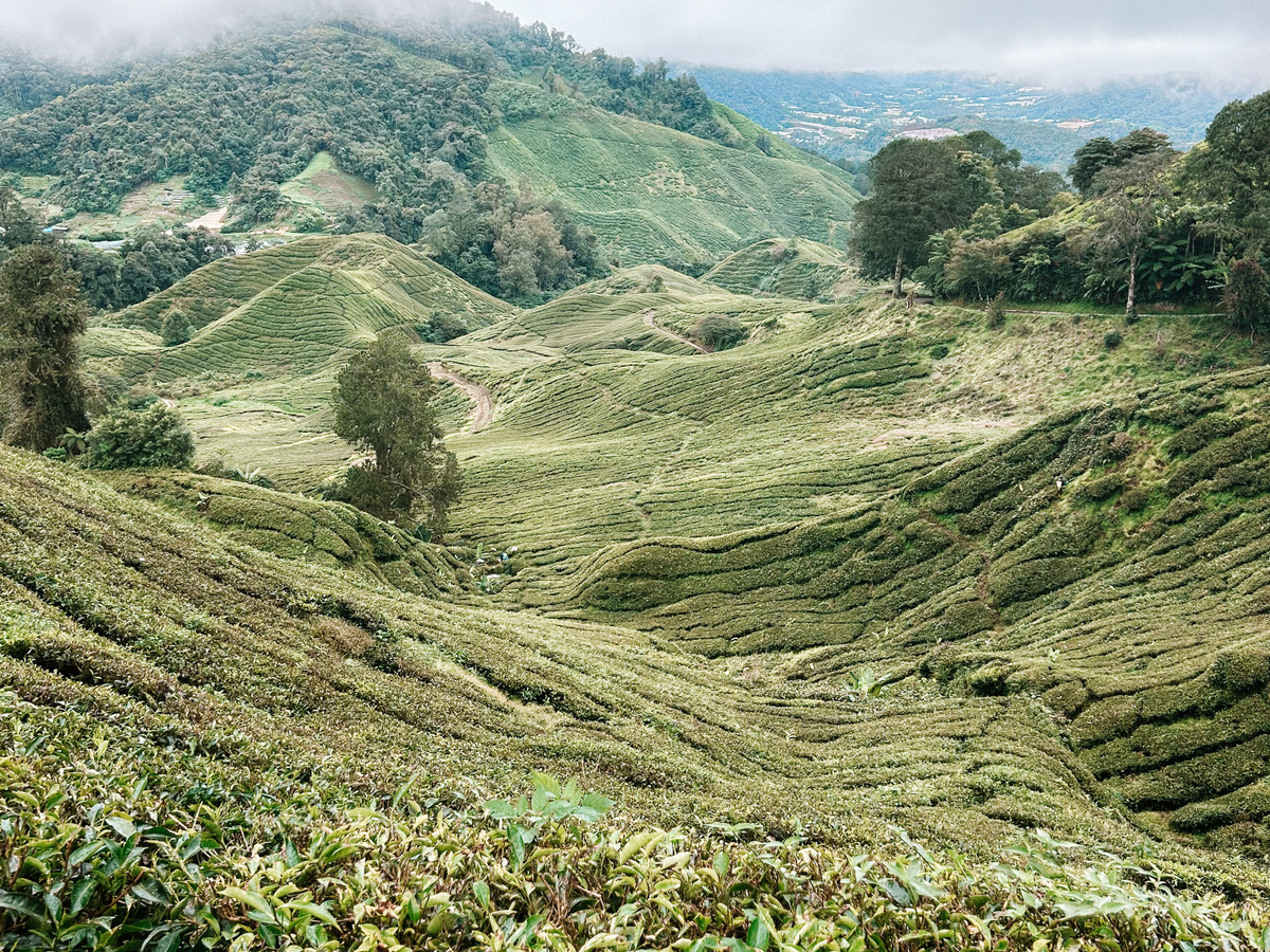 Visit the BOA tea plantations | Daymaker