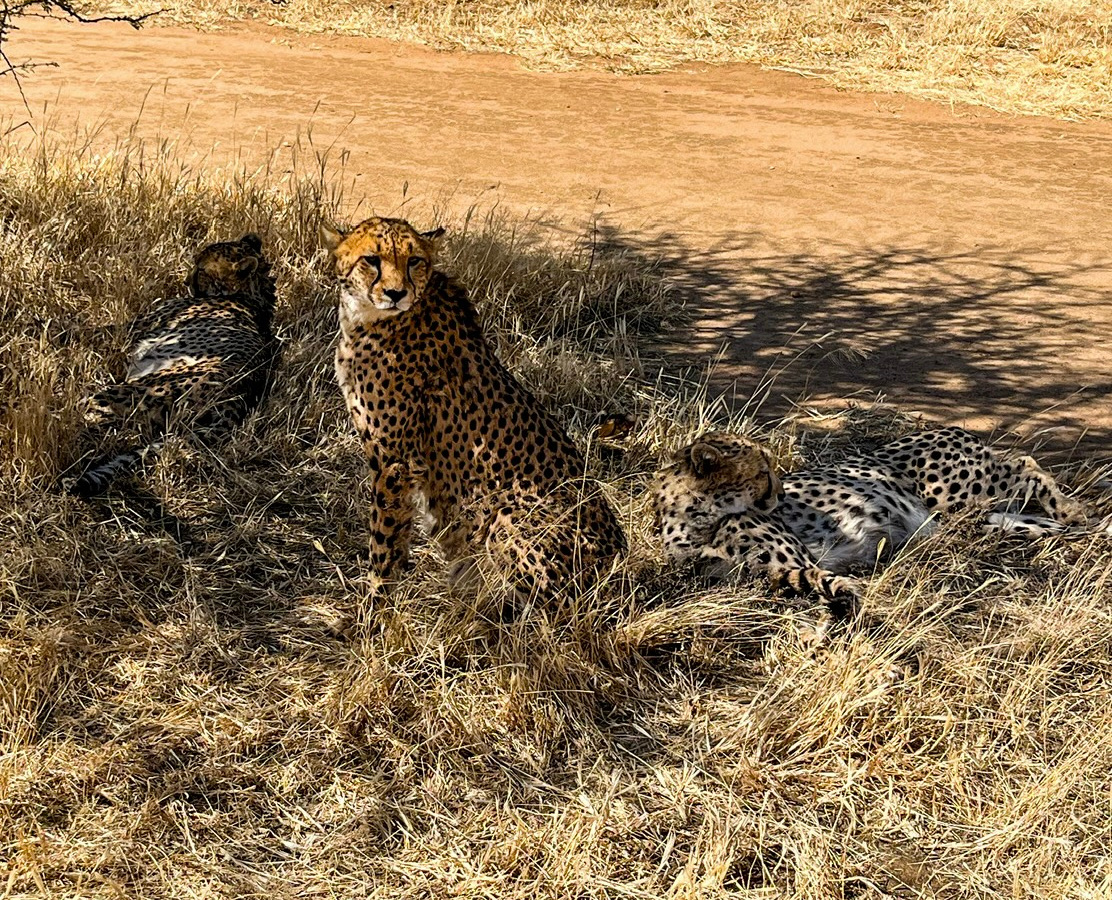 Cheetahs in Otjiwarongo, Namibia | Daymaker