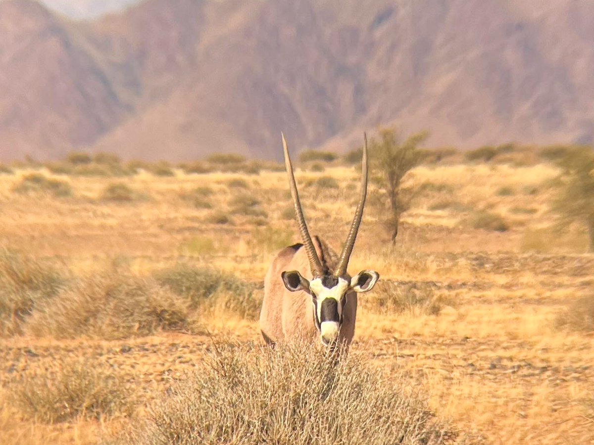 Namibia’s National Animal: The Oryx | Daymaker