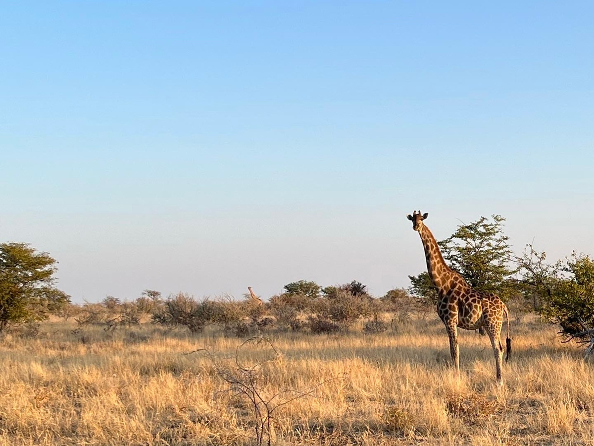 3 Day Self-Drive in Etosha National Park | Daymaker