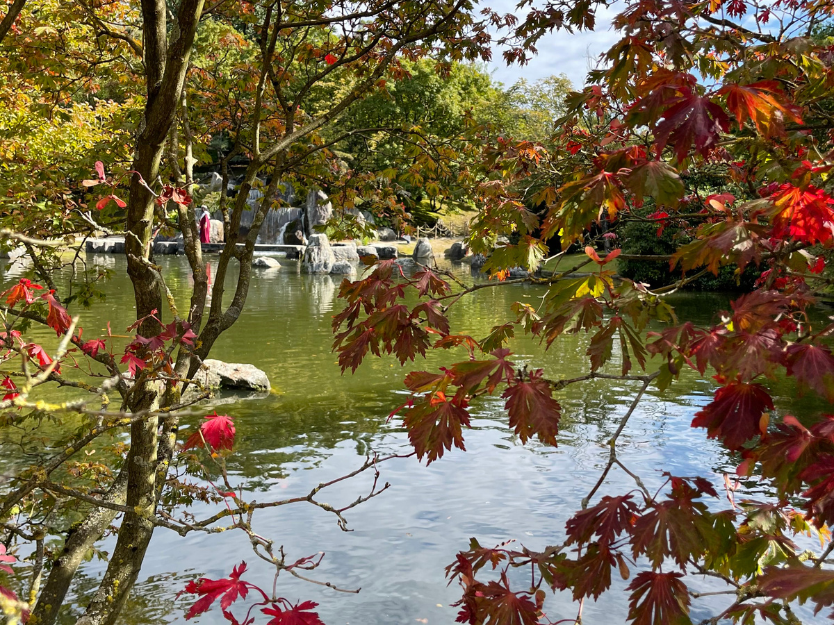 Find serenity in the Japanese Garden 🌸 | Daymaker