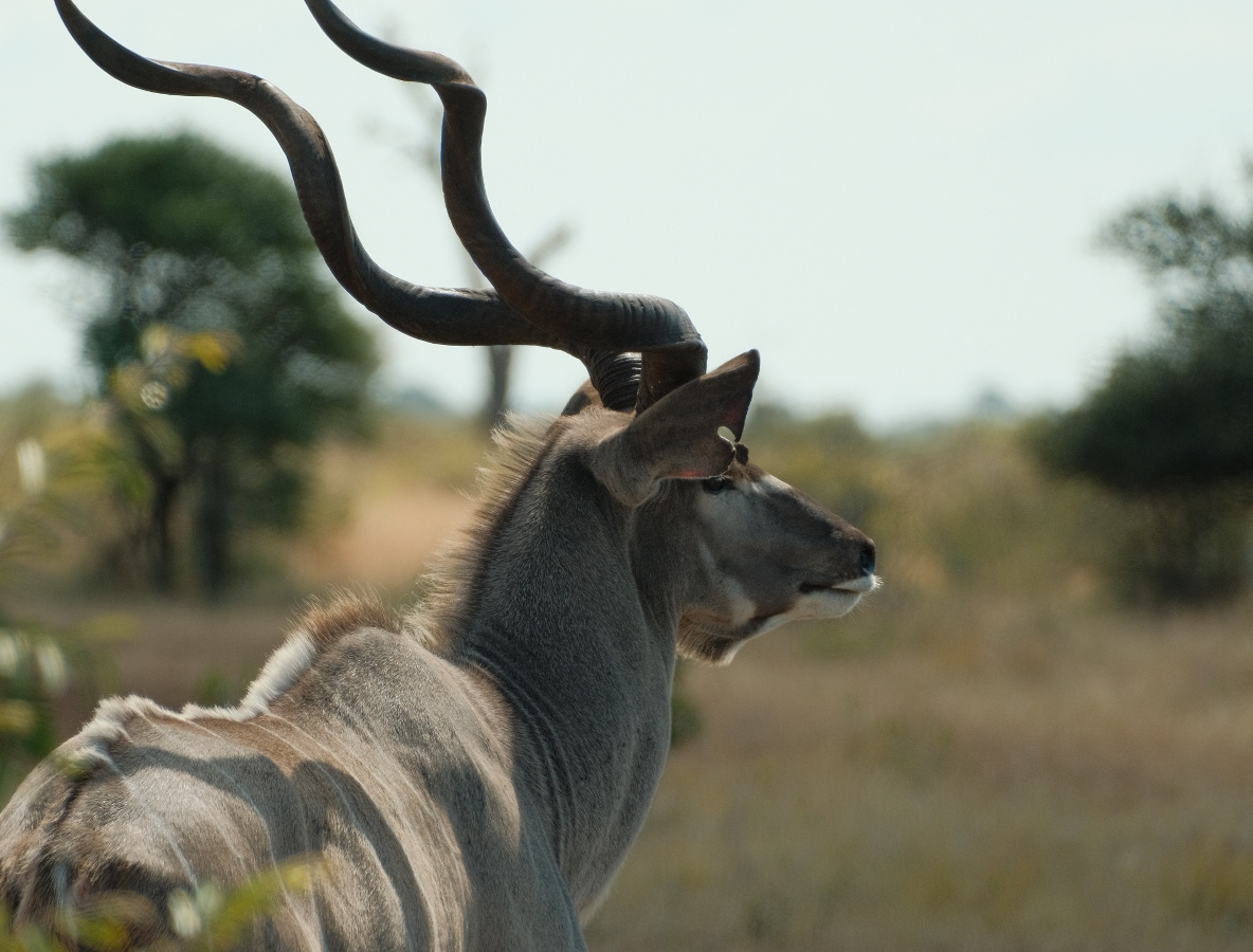 Self-drive through Kruger National Park | Daymaker