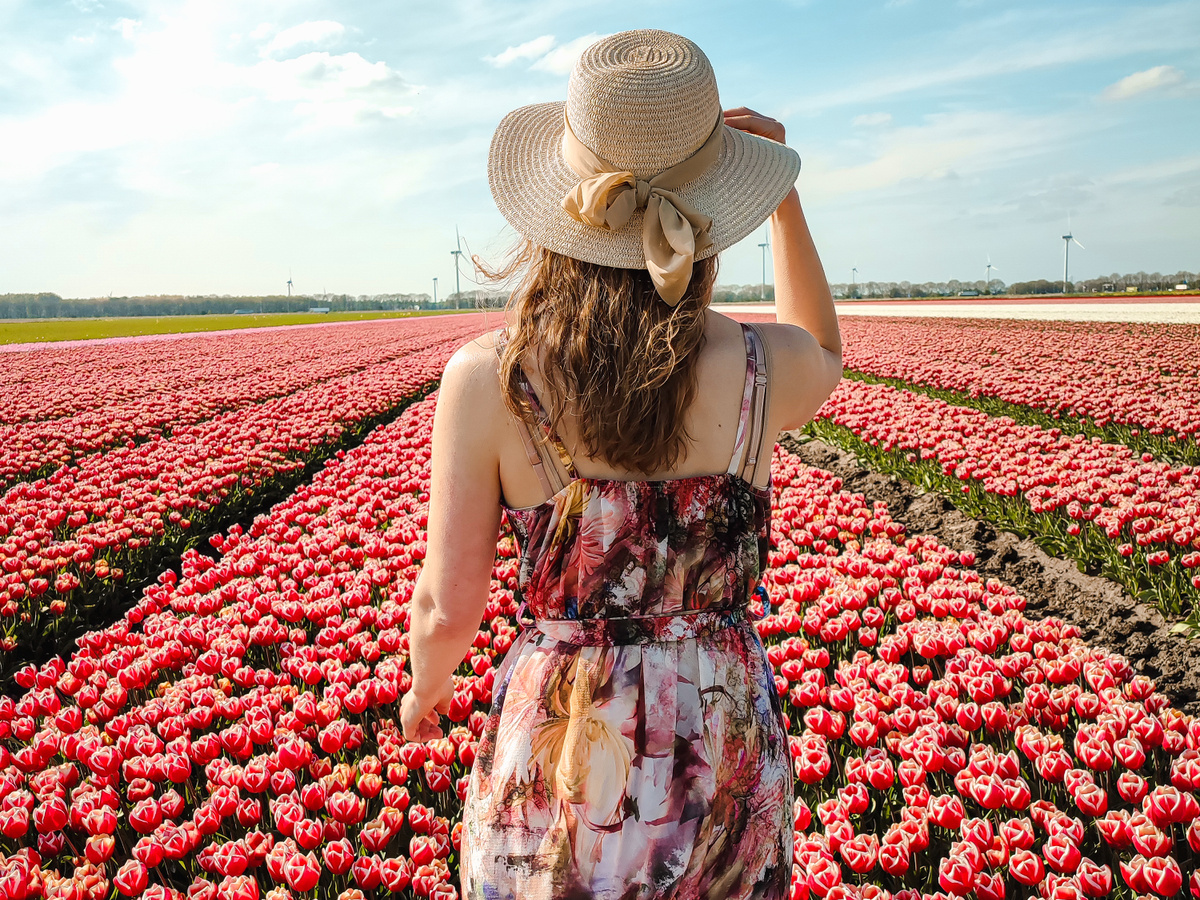 Tulpenvelden in Flevoland: tips voor je bezoek! | Daymaker