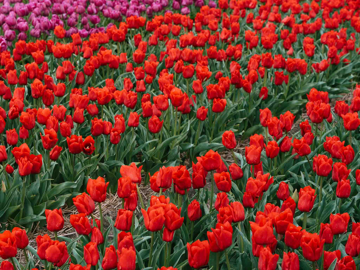 Visiting the Tulipfields in the Netherlands | Daymaker