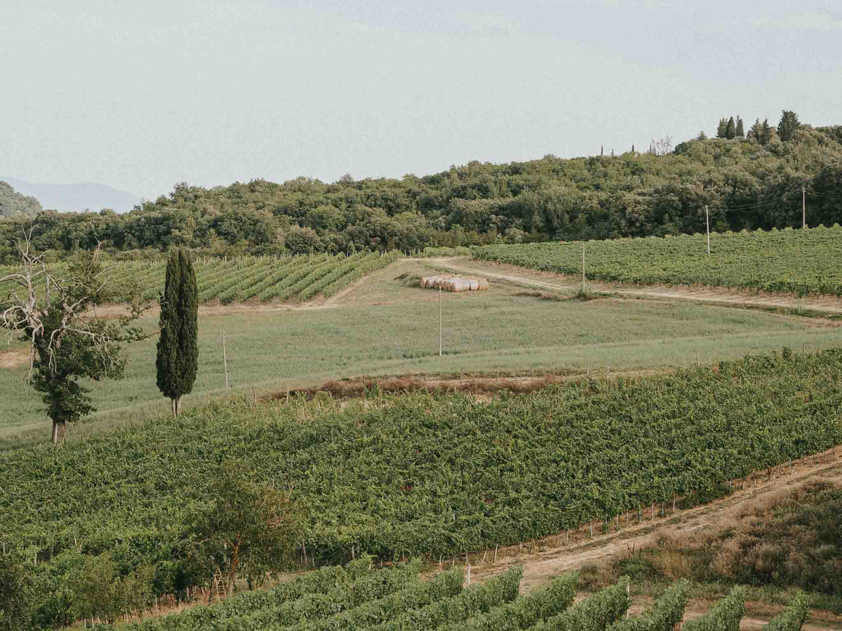 Wine Tasting in Tuscany | Daymaker