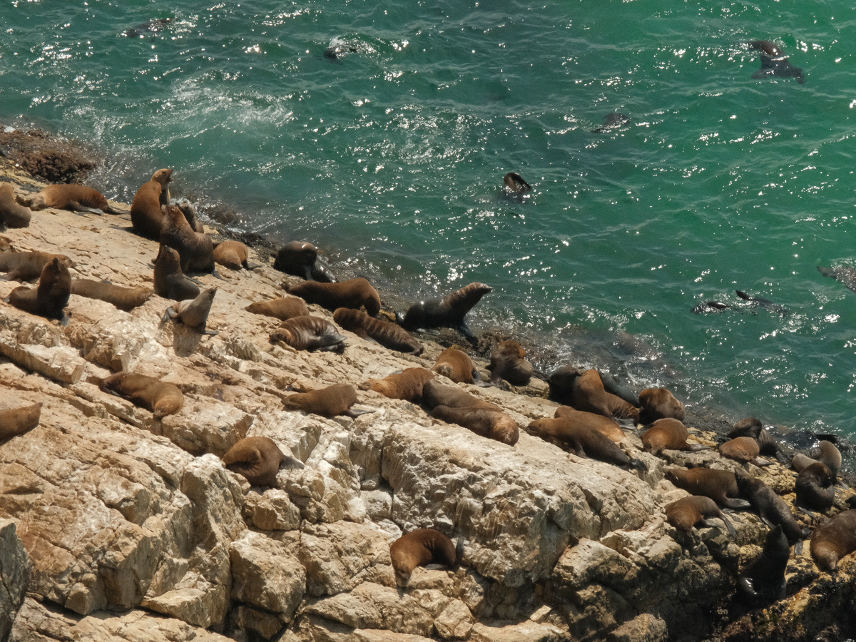 Spotting seals at Robberg Nature Reserve | Daymaker