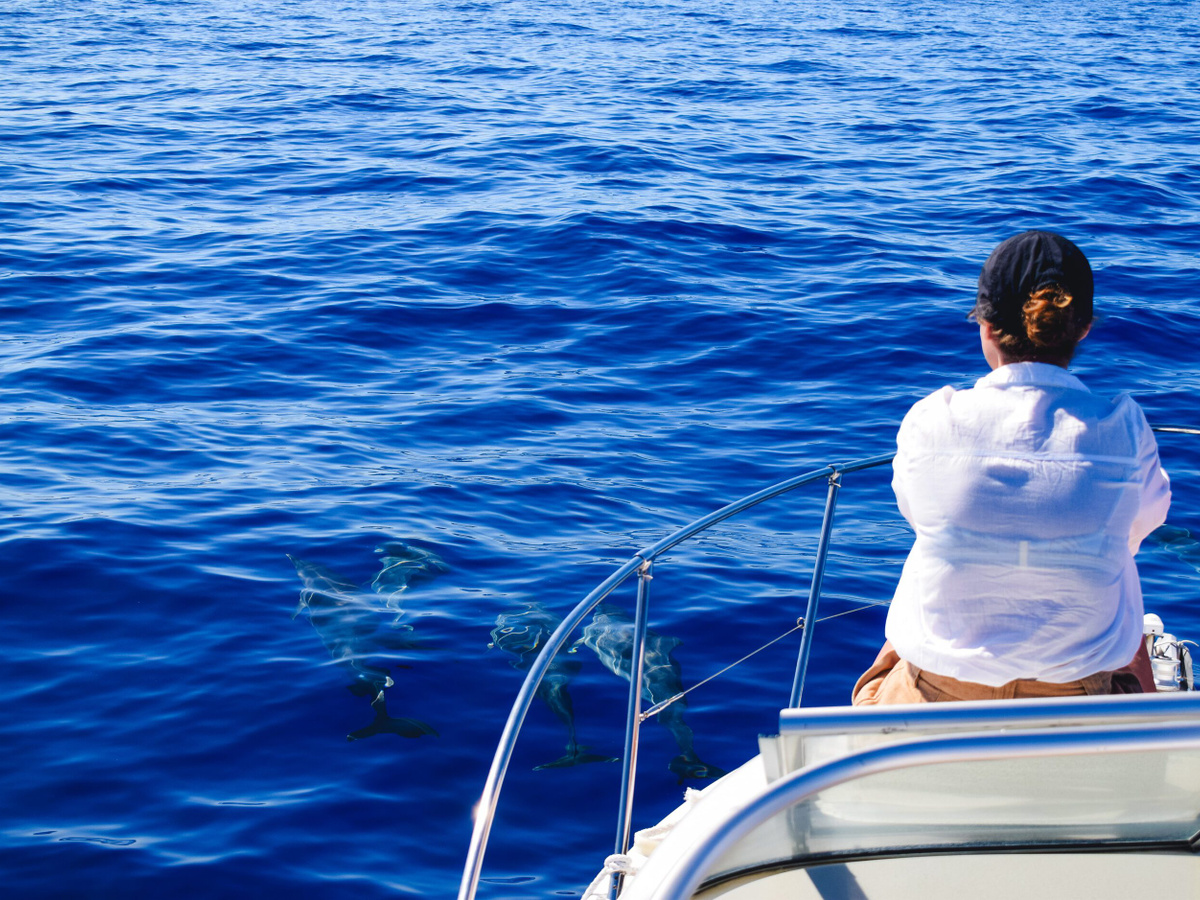 Whale and dolphin spotting in Madeira | Daymaker