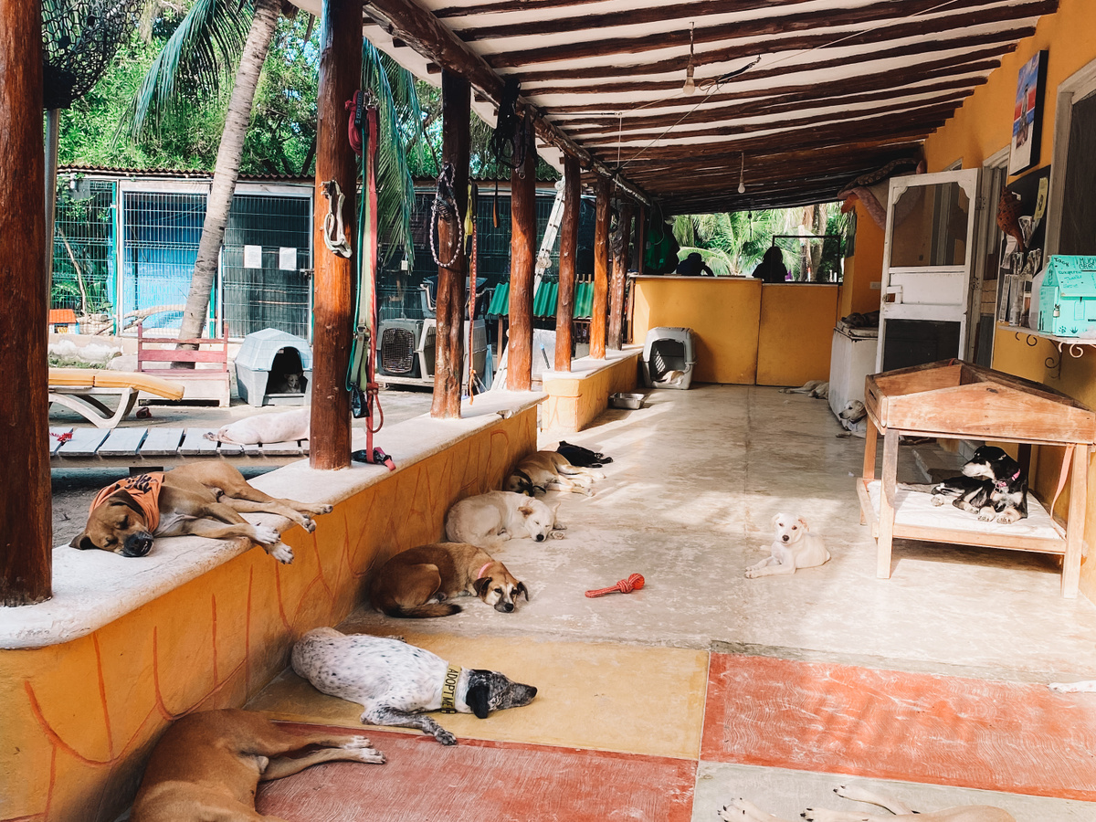 Refugio Animal Sanctuary Holbox - A heart-warming Experience | Daymaker