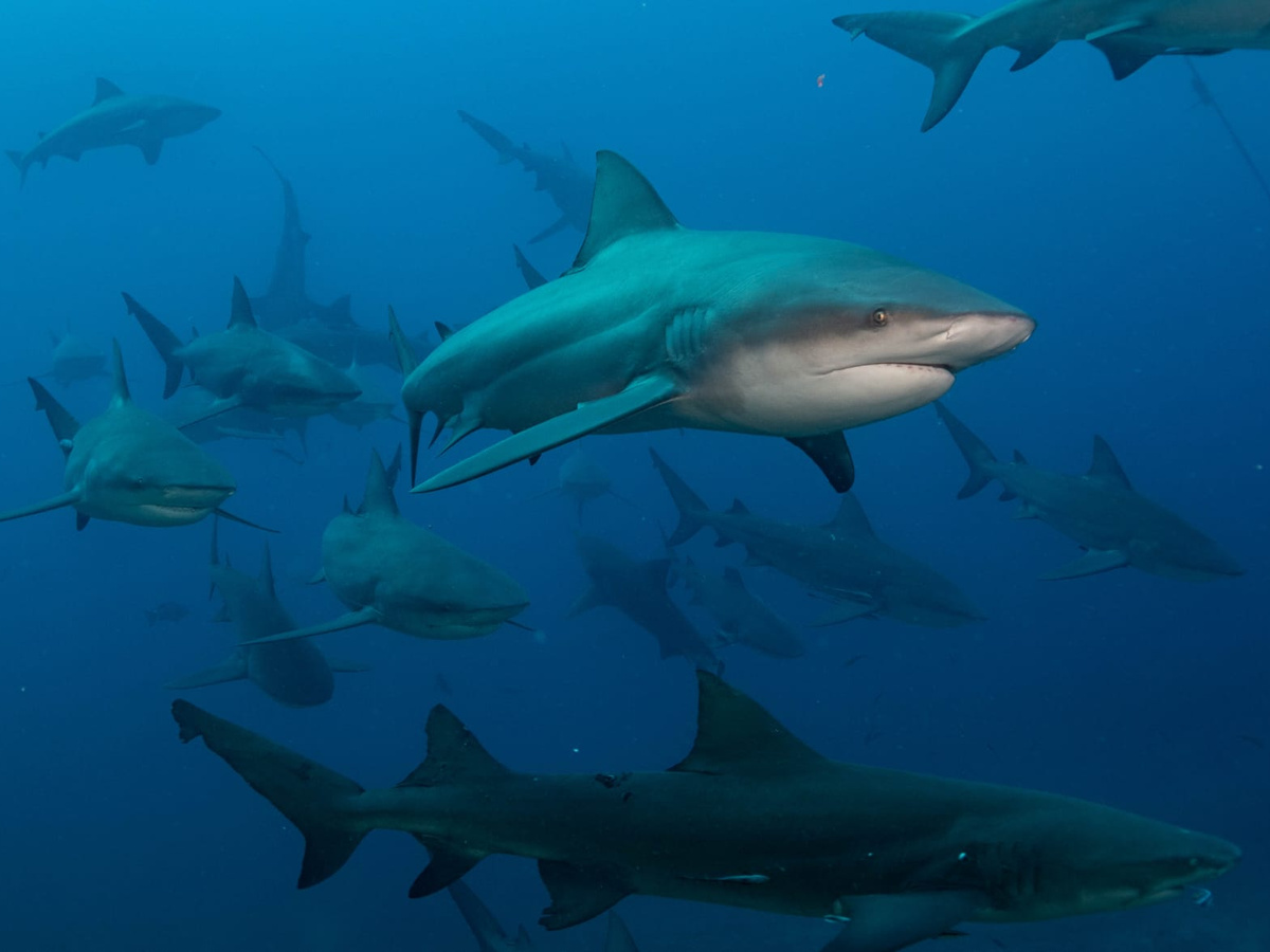 Bull shark dive in Fiji | Daymaker