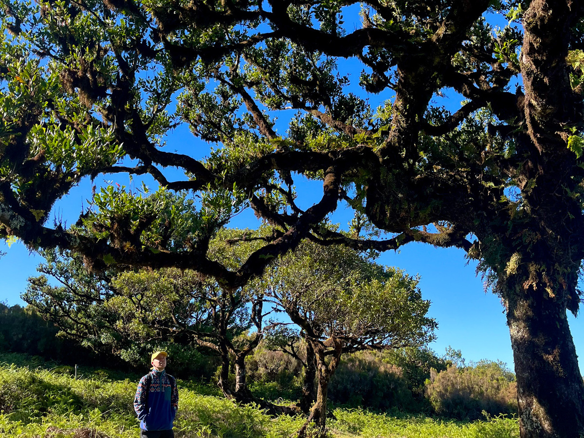 Hiking in Madeira: Fanal Forest and Rota dos Fios | Daymaker