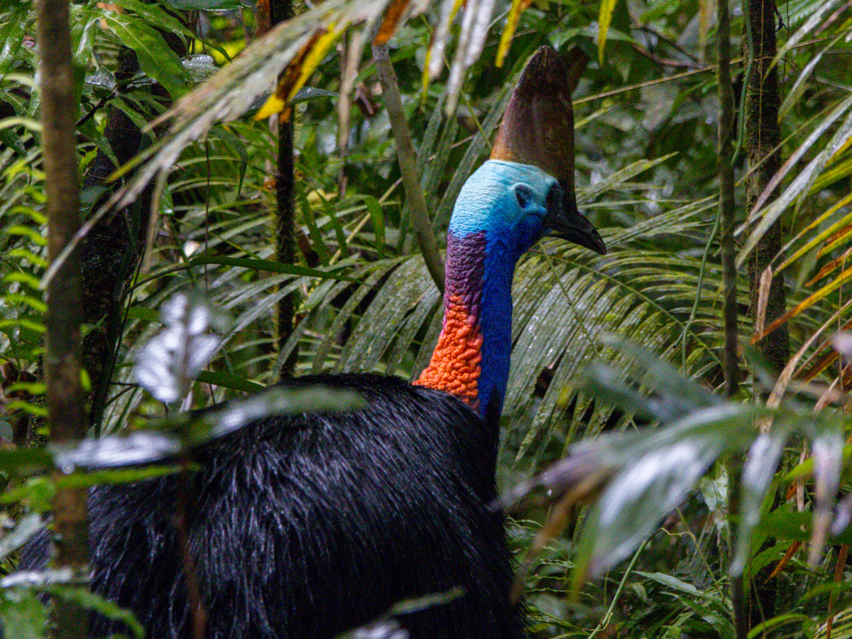 Daintree Rainforest in Australië: 5 x doen in het oudste regenwoud | Daymaker