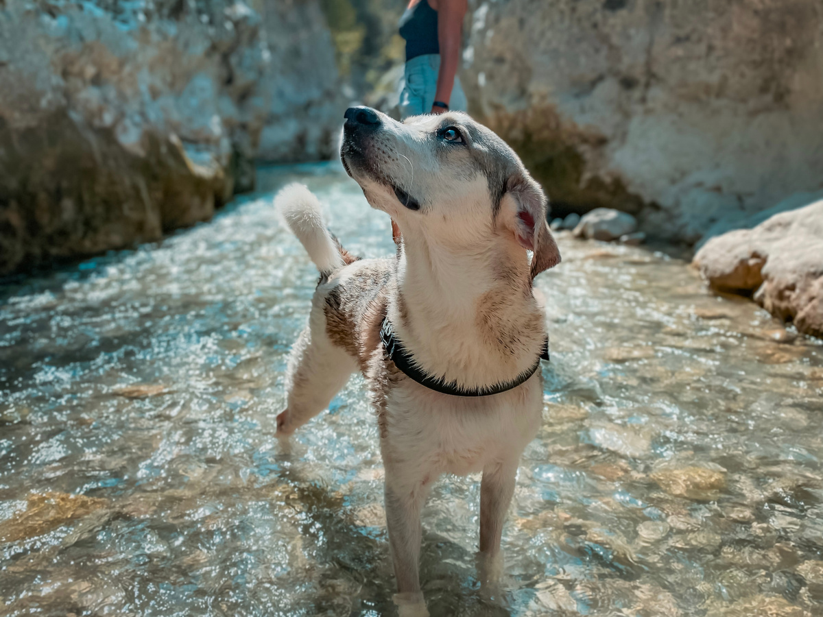 Gorges de Toulourenc - Stunning, refreshing & dog-friendly hike in the Provence | Daymaker