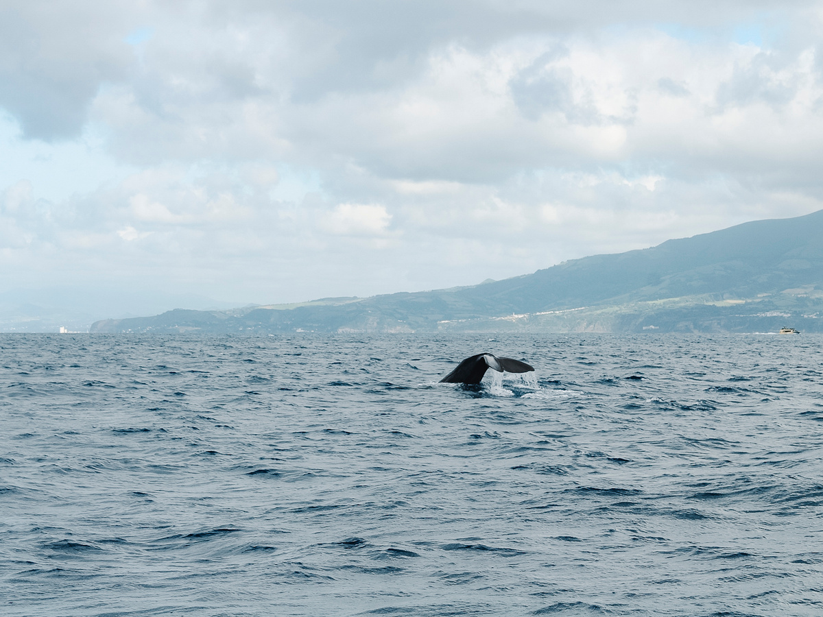 Whale Safari in the Azores: Discover the Atlantic Wildlife | Daymaker