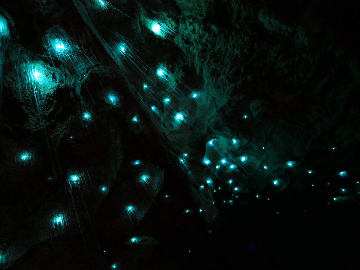 Glowworm caves | Daymaker