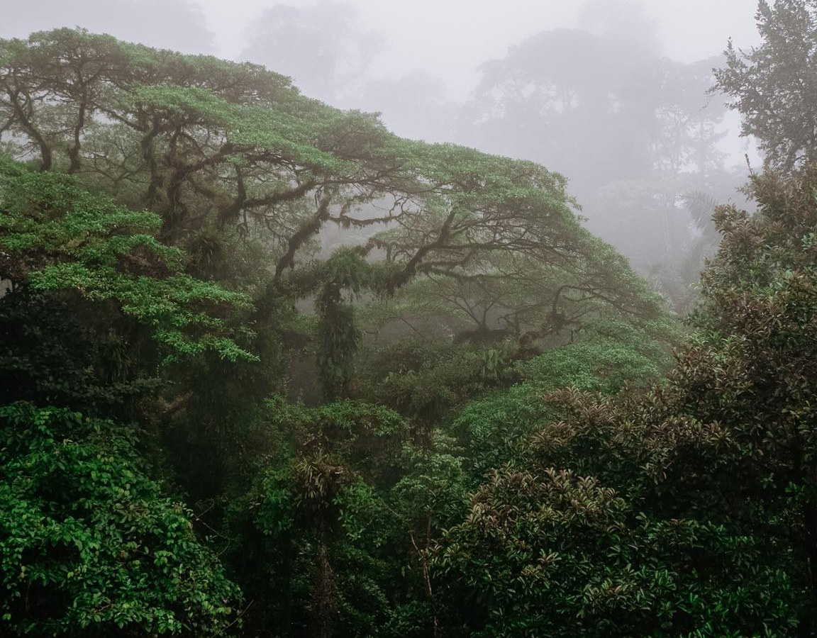 In the clouds in Monteverde | Daymaker