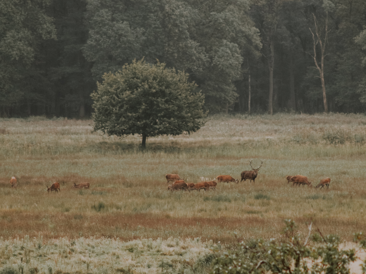 Spot roaring deers in a Dutch forest | Daymaker