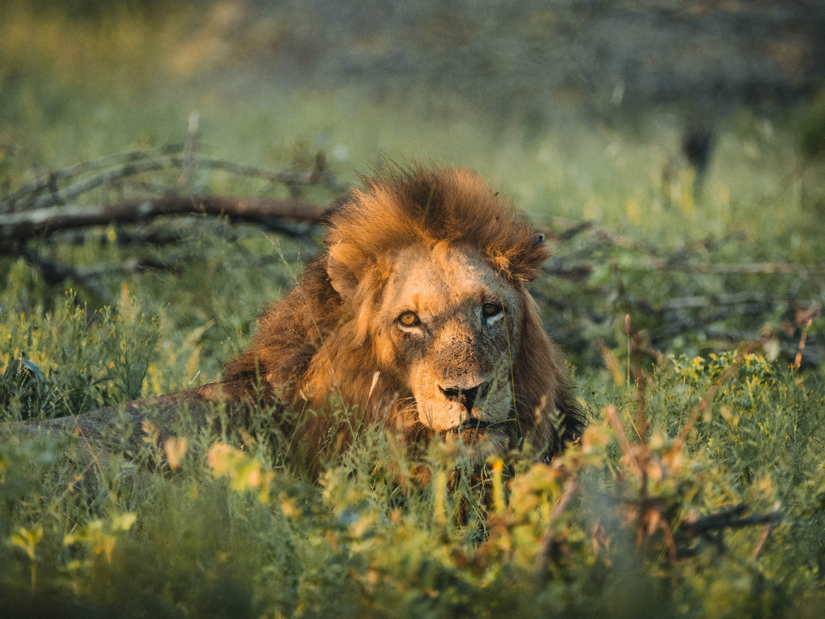 Visiting Kruger National Park in South Africa | Daymaker