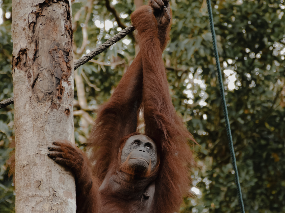 Hanging with orangutans in Borneo | Daymaker
