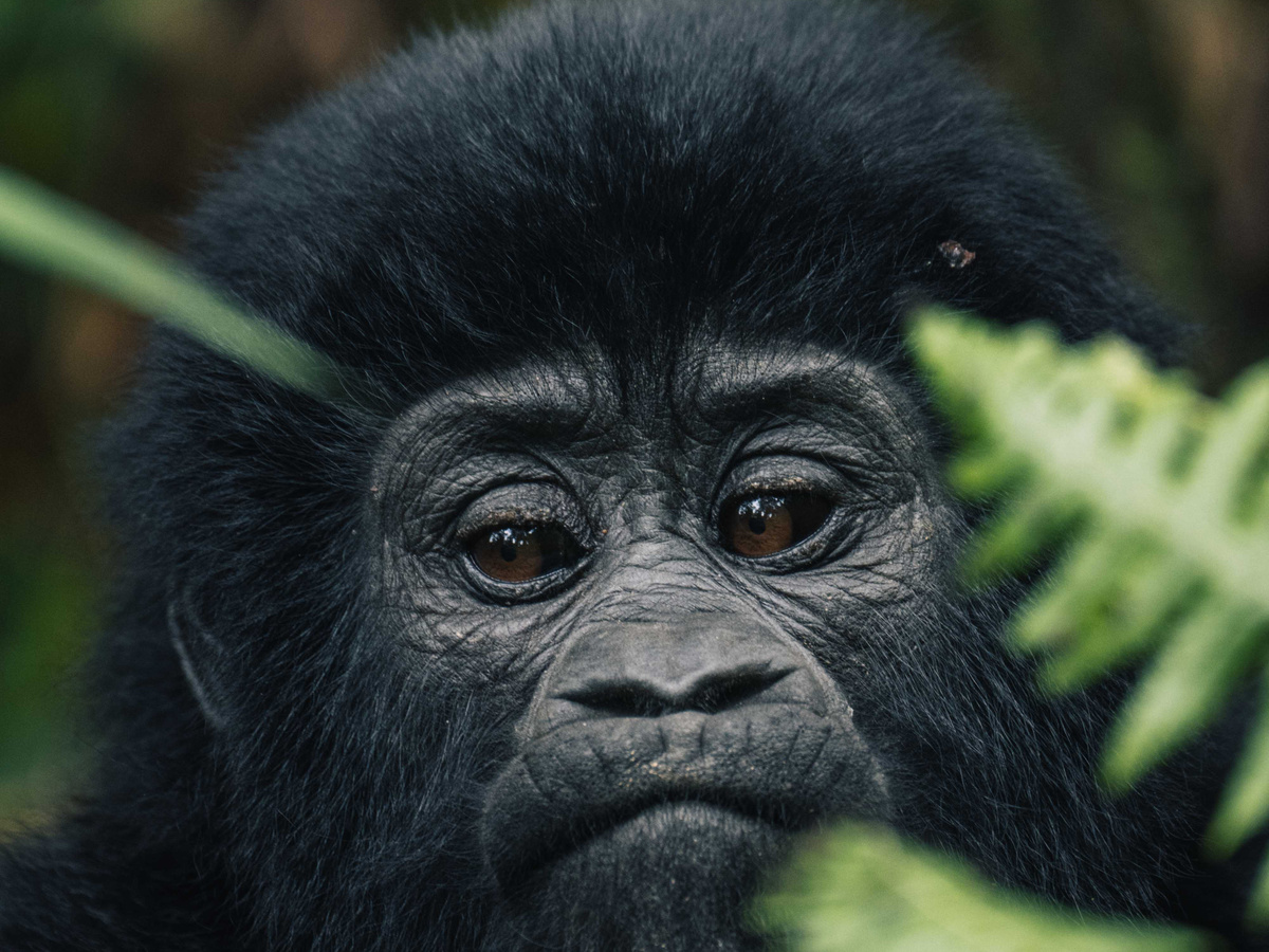 Gorilla Trekking in Uganda | Daymaker