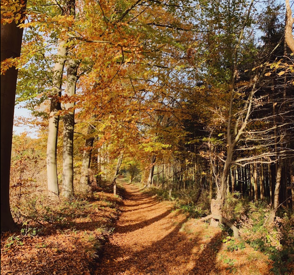 Korte wandeling in het Vrouwenbos | Daymaker