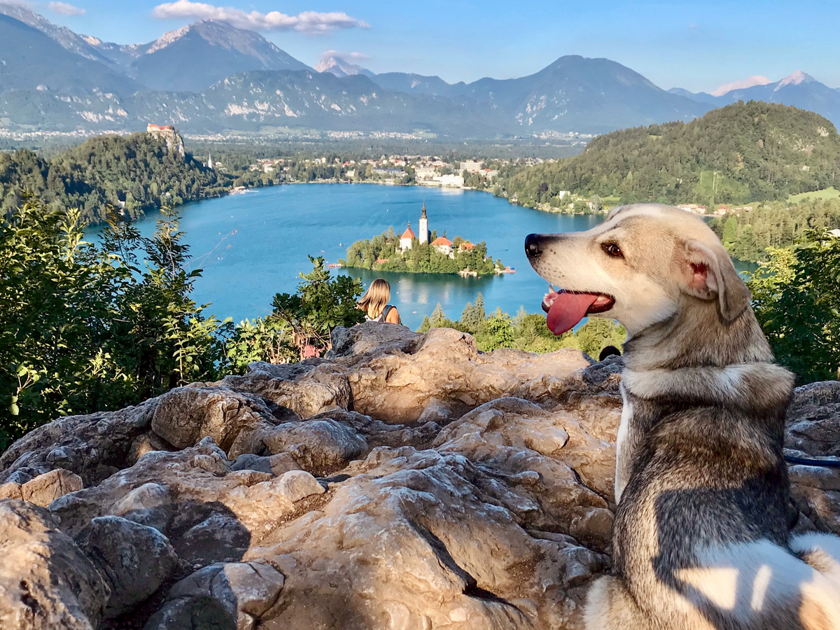 Road Trip Slovenia: dog-friendly! | Daymaker