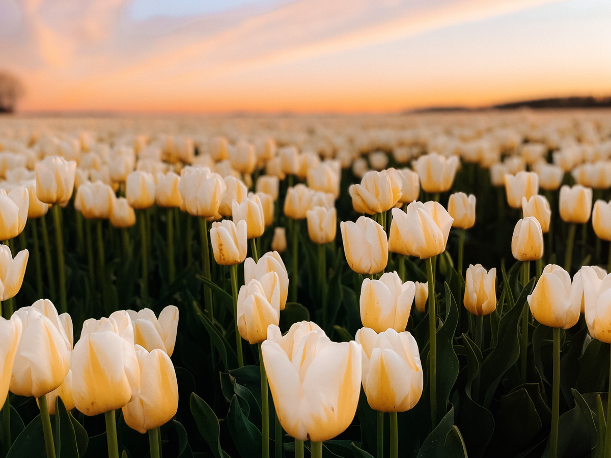 Mini Guide: Dutch Tulip Fields | Daymaker