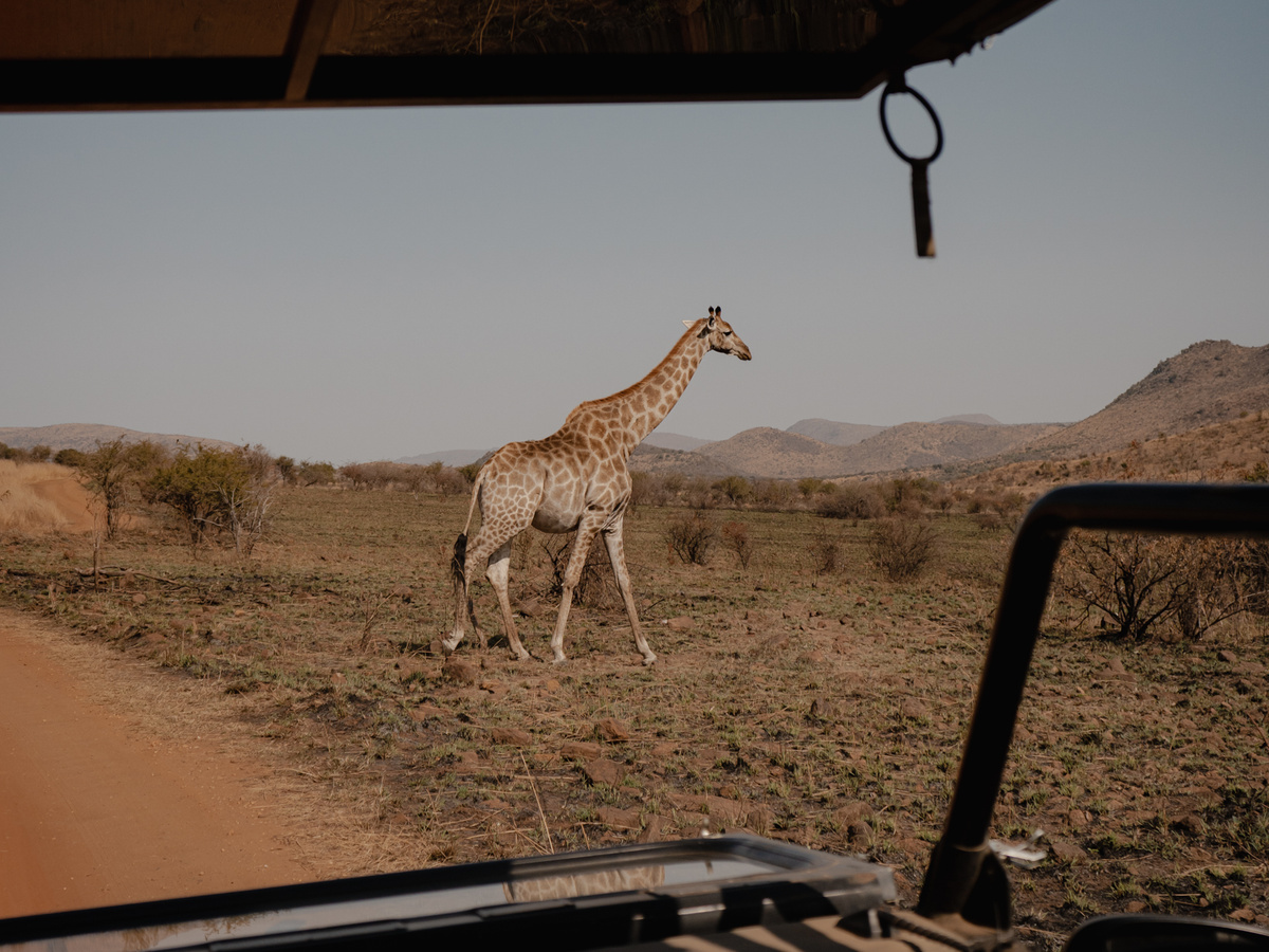 Safari in Pilanesberg National Park | Daymaker