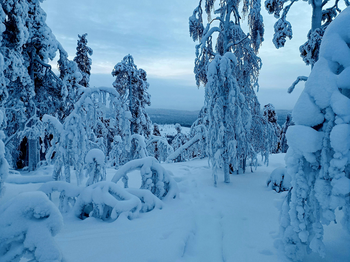 Een dag in Fins Lapland | Daymaker