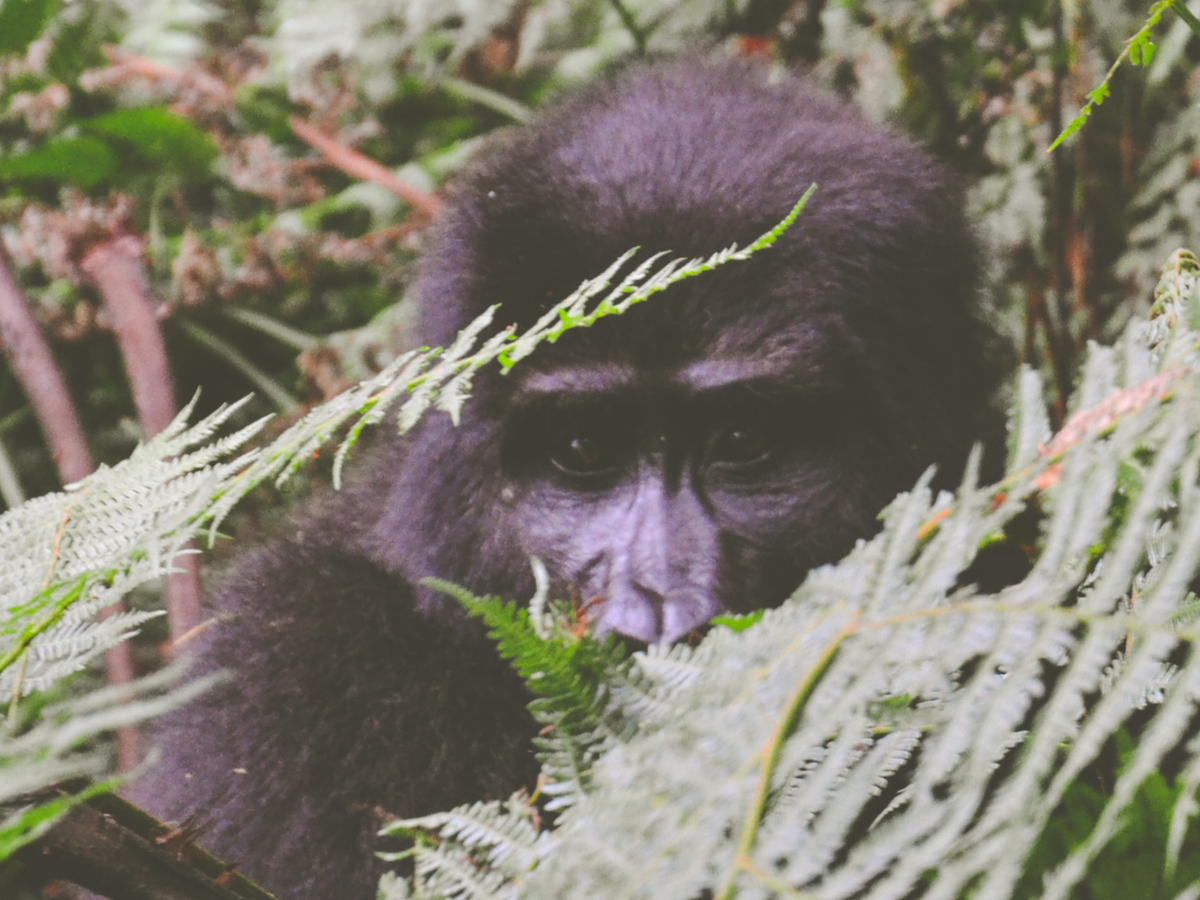 Meeting mountain gorillas in Uganda | Daymaker