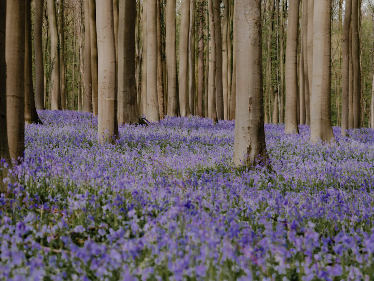 Visiting Hallerbos, the Blue Forest | Daymaker