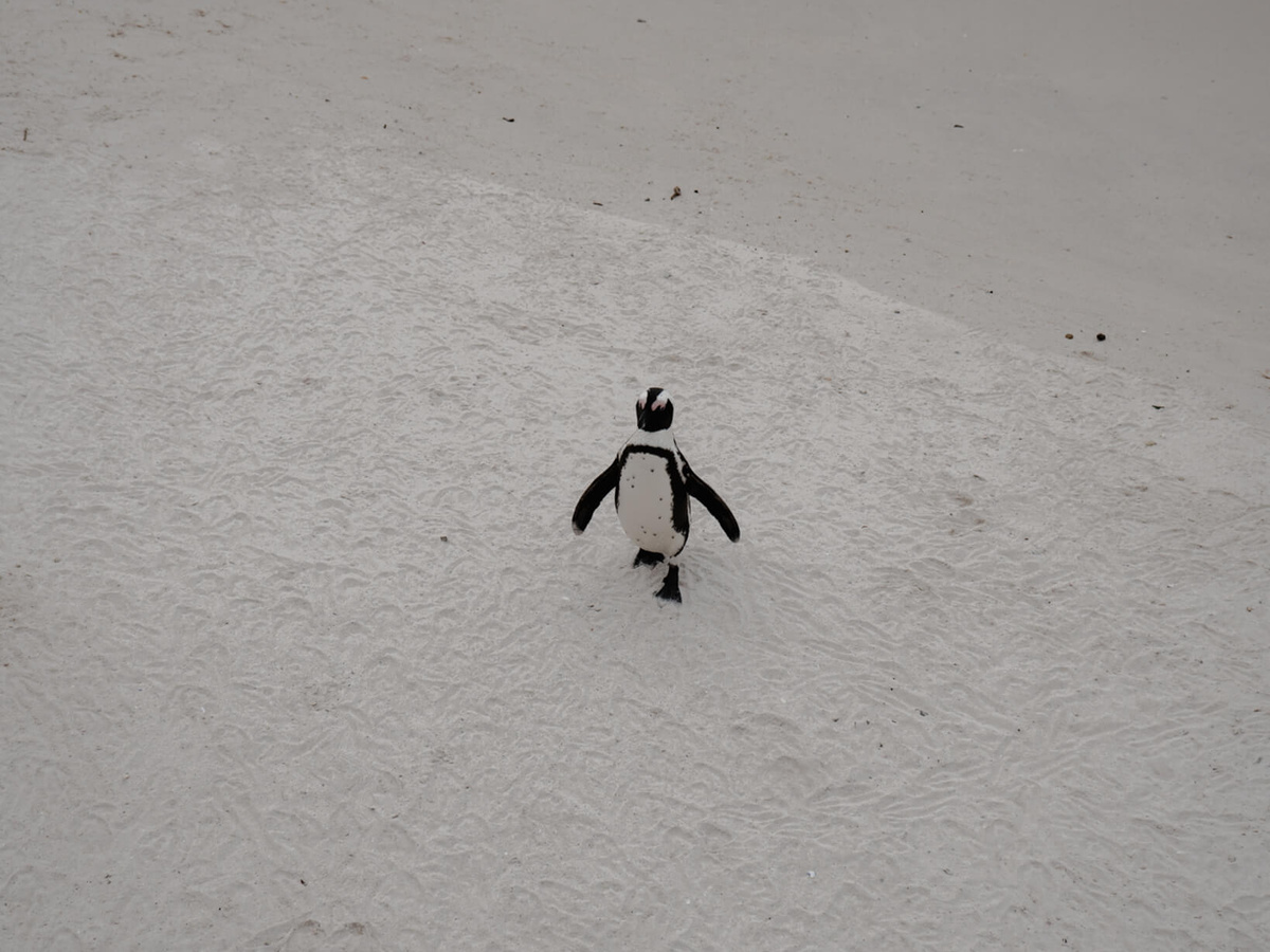 Penguins at Boulders Beach | Daymaker