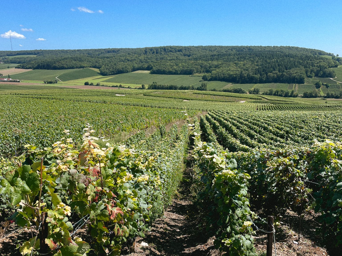 A bike ride through the Champagne region | Daymaker