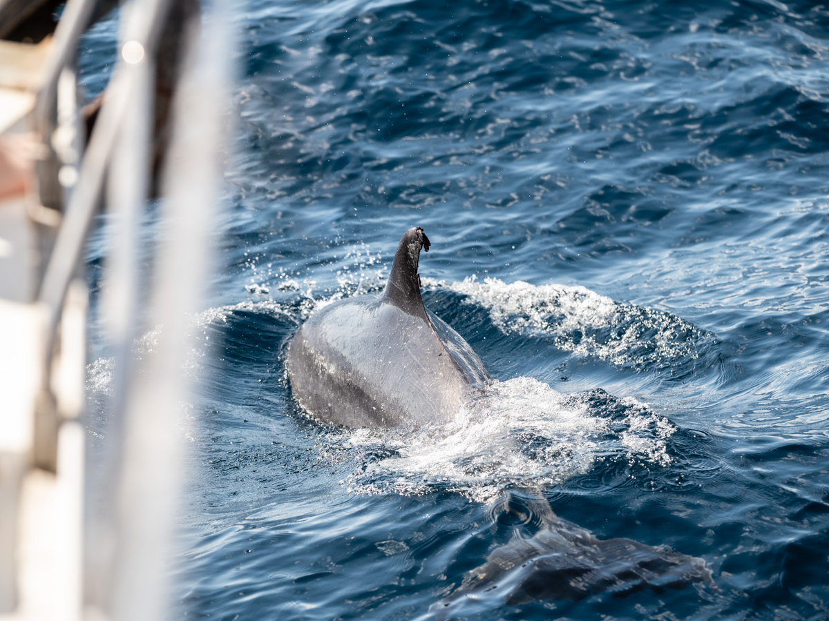 Dolfijnen spotten in Tenerife, het eerste walvissenerfgoed van Europa | Daymaker